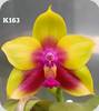 P. KS Happy Eagle x Princess Kaiulani